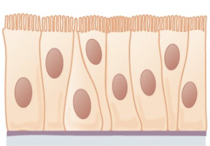 <p>found in respiratory tract and upper trachea, ciliated tissue moves mucus</p>