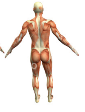 <p>hind or near the hind region of the body</p>