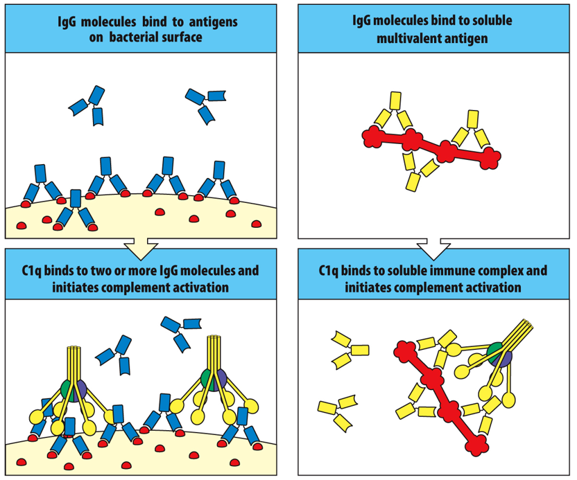 <p><span>two molecules </span></p>