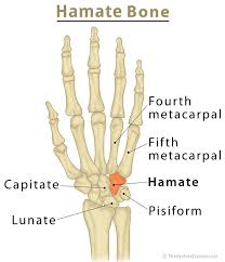 <p>Carpal bone between the ring and pinky fingers closest to the metacarpals</p>