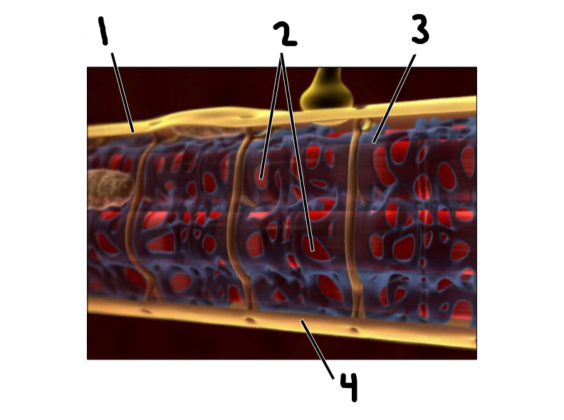 <p>Label the image </p>