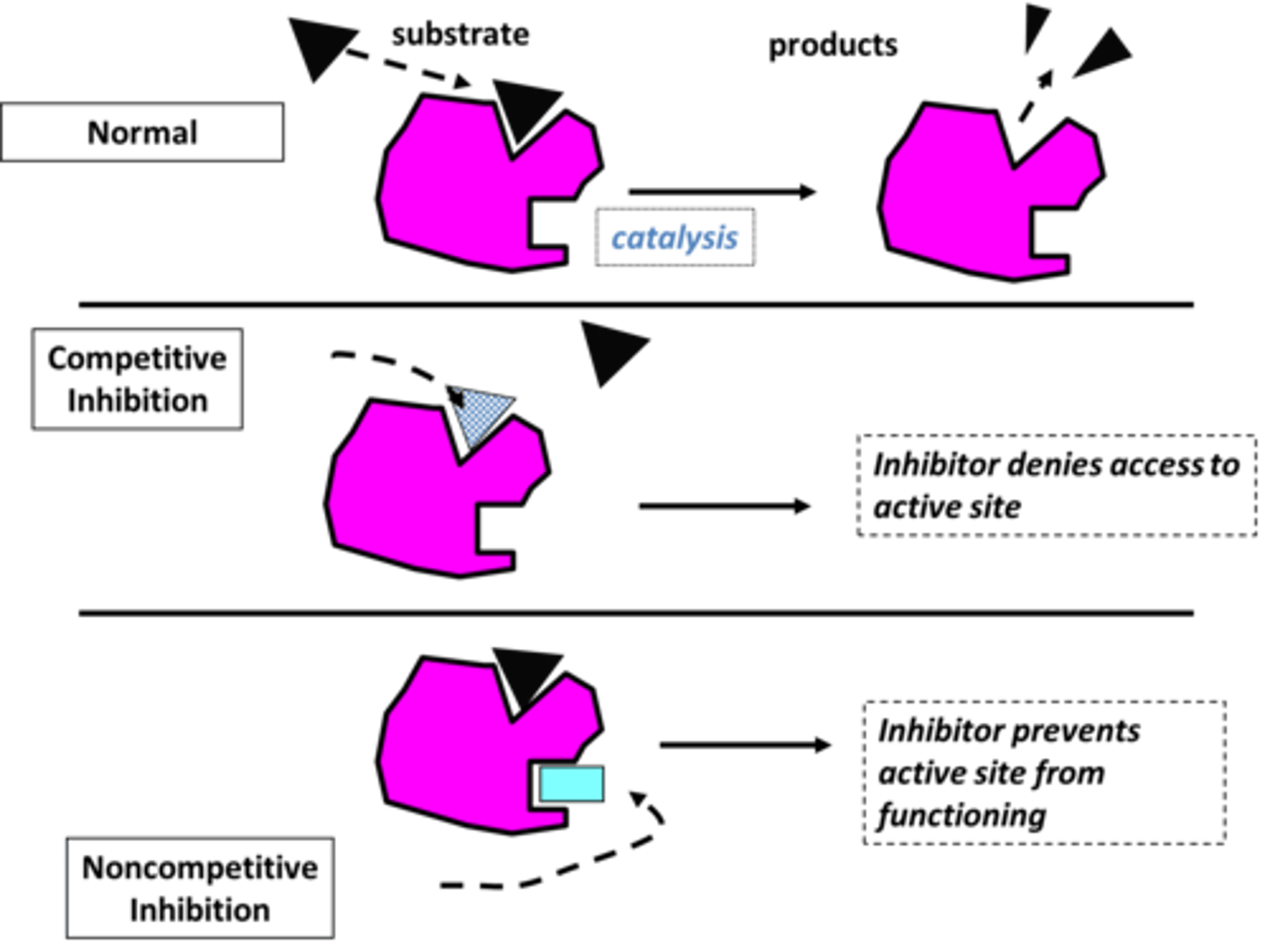 <p>competitive inhibitors bind to active site; noncompetitive inhibitors bind to allosteric site</p>