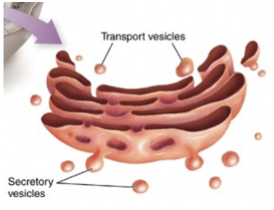What are Golgi Bodies