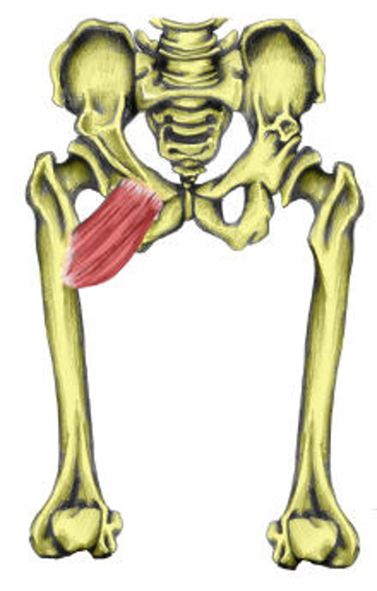 <p>Medial thigh</p><p>Proximal attachment</p><p>- Superior pubic ramus</p><p>Distal attachment</p><p>- Pectineal line of femur</p><p>Innervation</p><p>- Femoral nerve</p><p>- Obturator nerve</p><p>Action</p><p>- Hip adduction and flexion</p>