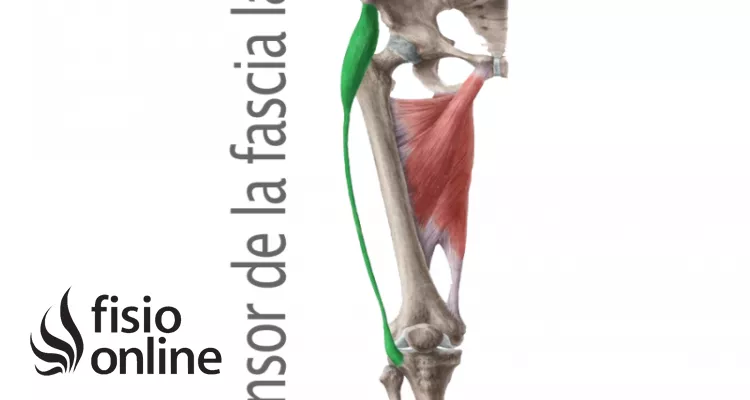 <p>Acc Tensor de la fascia lata</p>