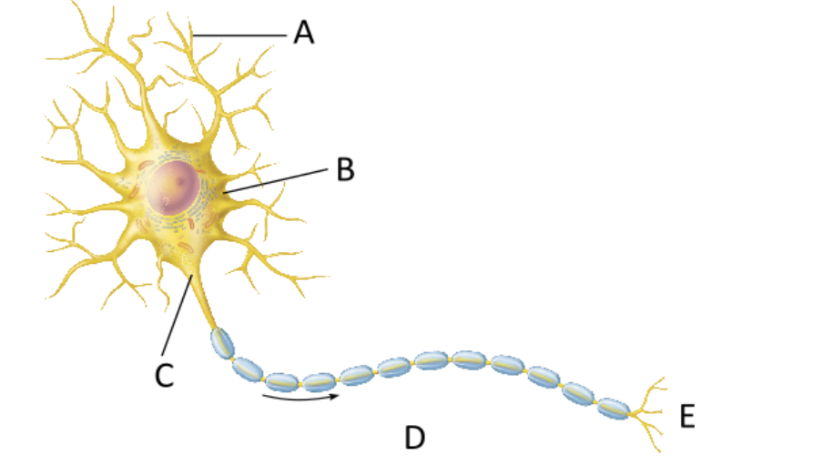 <p>In which area of the neuron is an action potential initially generated?</p>
