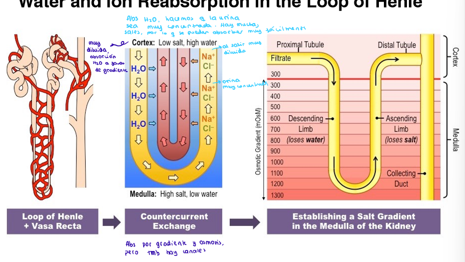 <p>La urina, una vez formada en el glomérulo, pasa al túbulo renal. En la parte descendiente, se absorbe agua, mientras que en dirección contraria y paralela (parte ascendente) se absorben las sales.</p><p>Al principio, la orina está muy diluida, por lo que sale agua a favor de gradiente. Cuando sale el agua, provoca que la orina este muy concentrada, por lo que por osmosis, la sal también sale. También actúan transportadores.</p>