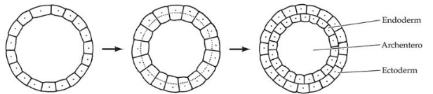 <p>Forms a layer of endoderm surrounded by a layer of ectoderm</p>