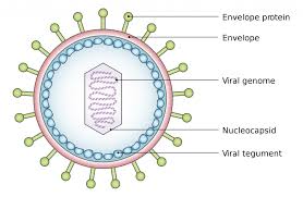 <ul><li><p>proteins</p></li><li><p>RNA or DNA</p></li><li><p>and sometimes lipids</p></li><li><p>nucleic acids surrounded by a capsid </p></li><li><p>outer membranous layer (envelope) made of lipid protein </p></li><li><p>nucleic acid- encodes the genetic info to make virus copies </p></li></ul><p></p>