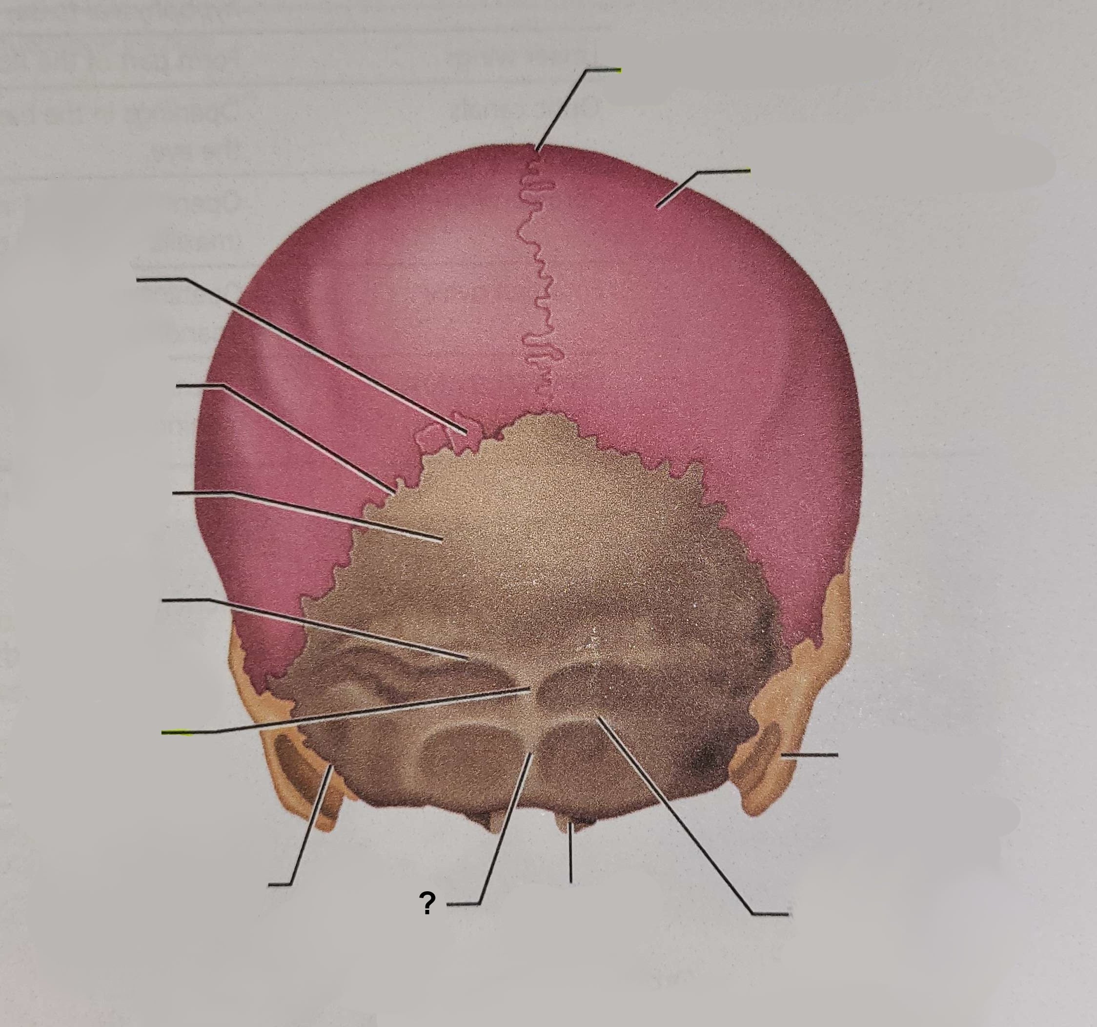 <p>Name the indicated structure</p>