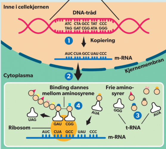   

1: Inne i cellekjernen lages en "kopi" av den delen av DNA som er oppskriften på proteinet, genet. Denne kopien kalles m-RNA (messenger RNA) og er et "speilbilde" av DNA.  

Likner DNA, men er en __kortere enkelttråd__, og basen __T er byttet ut med U__ (uracil). Sukkeret i RNA er ribose (ikke deoksyribose - derav navnet). 

2: m-RNA går ut av cellekjernen og fester seg til et ribosom ute i cytoplasmaet.   

3 og 3 baser på m-RNA koder for en aminosyre.  

3: Annen type RNA -> t-RNA (transport-RNA) __henter de riktige aminosyrene etter beskjed fra m-RNA til ribosomet.__  

4: t-RNA har 3 baser i enden som passer som speilbilder til kodene på m-RNA, og bringer slik riktig aminosyre til ribosomet. Aminosyrene binder seg sammen, som "perler på en snor" helt til det kommer et stoppsignal på m-RNA, da er proteinet (nesten) ferdig laget.  

  