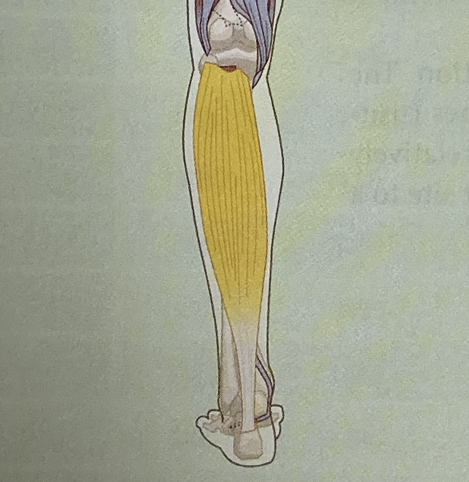 <ul><li><p>category: lower leg musculature</p></li><li><p>origin: starts at the posterior surface of the fibular head and tibia</p></li><li><p>insertion: achilles tendon</p></li><li><p>isolated function: concentric plantarflexion</p></li><li><p> integrated function: eccentric dorsiflexion</p></li><li><p>stabilizes foot and ankle complex</p></li></ul><p></p>