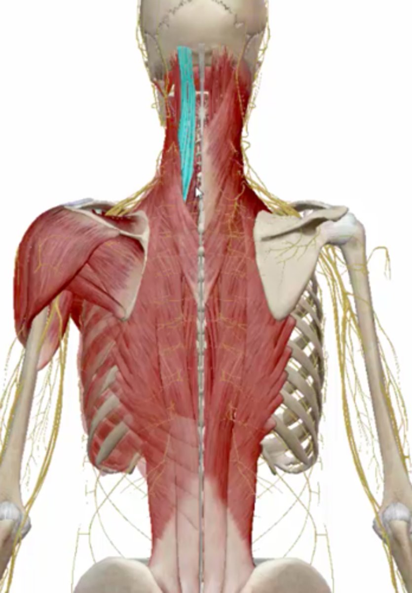 <p>Extend spine/rotate spine to opposite side</p>