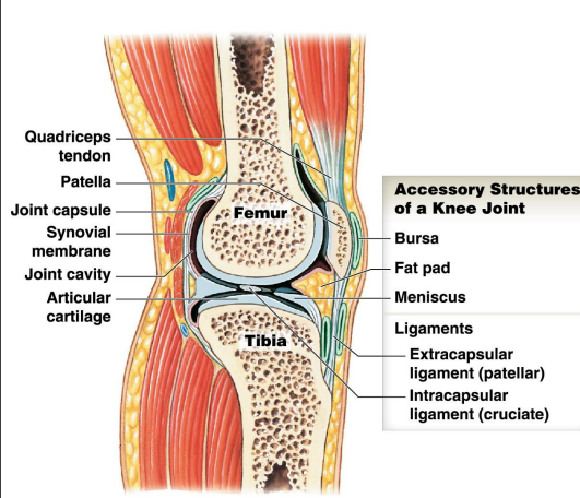 <p>Bursae - Fluid filled pockets of synovial fluid</p><p>Fat pads - Packing material</p><p>Menisci - fibrous cartilage</p><p>Ligaments - support, strength and reinforce</p>