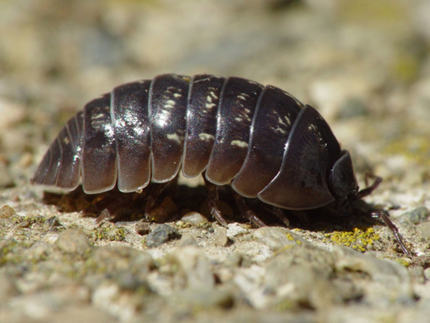 <p>Order of malacostracans, crustaceans, mandibulates, and arthropods (pillbugs)</p>