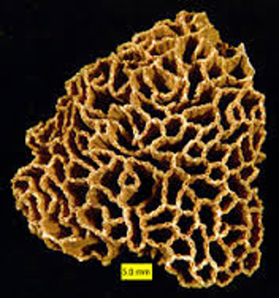 <p>Tabulate corals; Phylum Cnidaria</p>