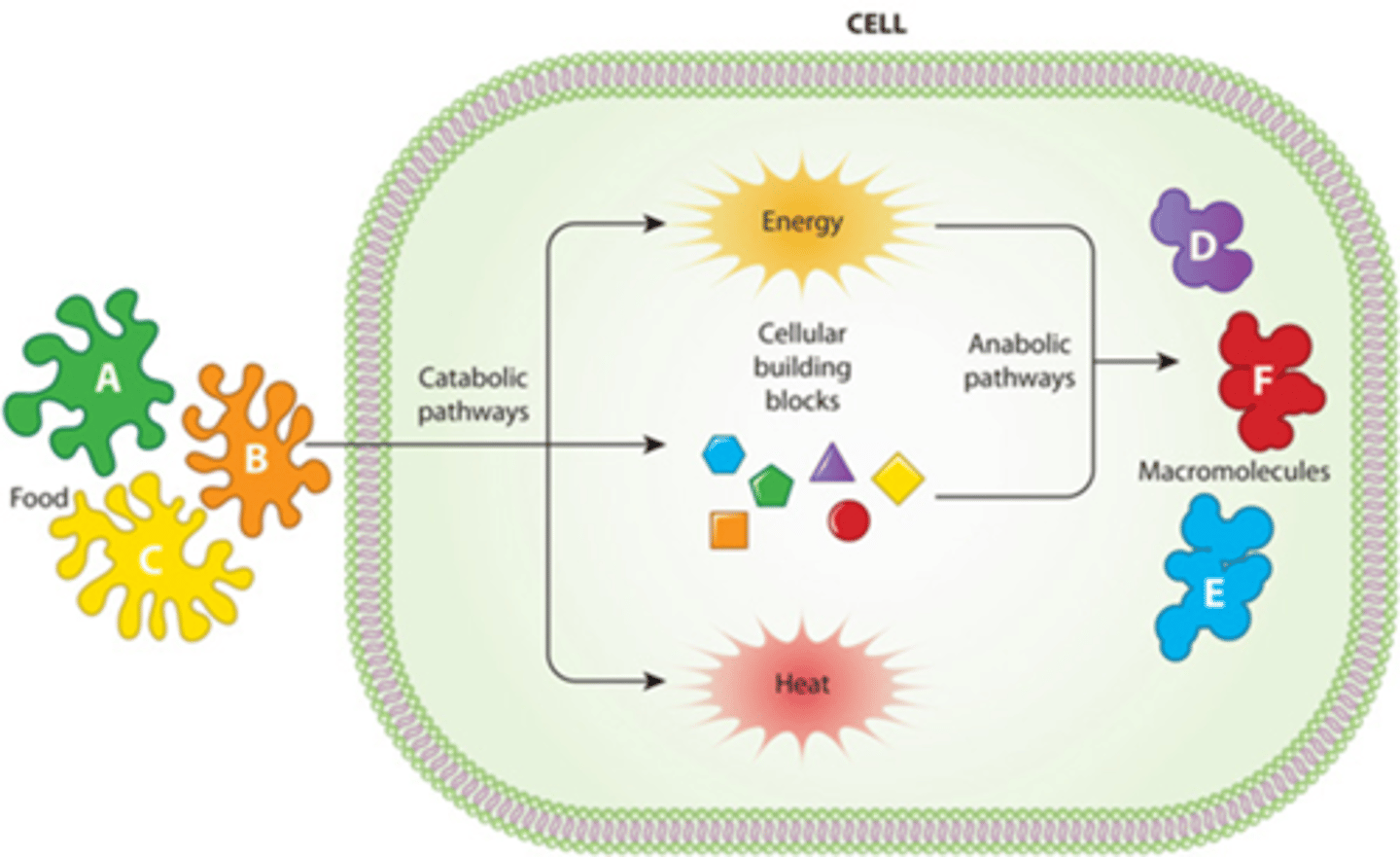 <p>_________________________: chemical reactions that build molecules.</p><p>A) Catabolism</p><p>B) Anabolism</p><p>C) Metabolism</p><p>D) Digestion</p>