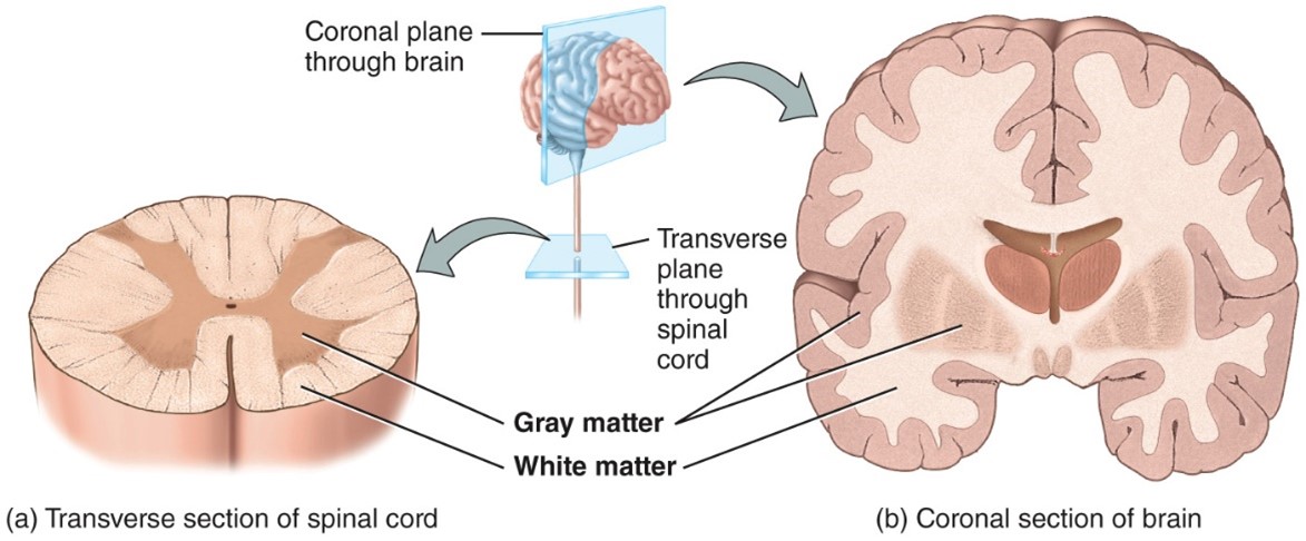 <ul><li><p>Contains unmyelinated axons, cell bodies, dendrites, axon terminals, and neruoglia</p></li><li><p>Gray matter receives and integrates incoming and outgoing information to perform spinal reflexes</p></li></ul>