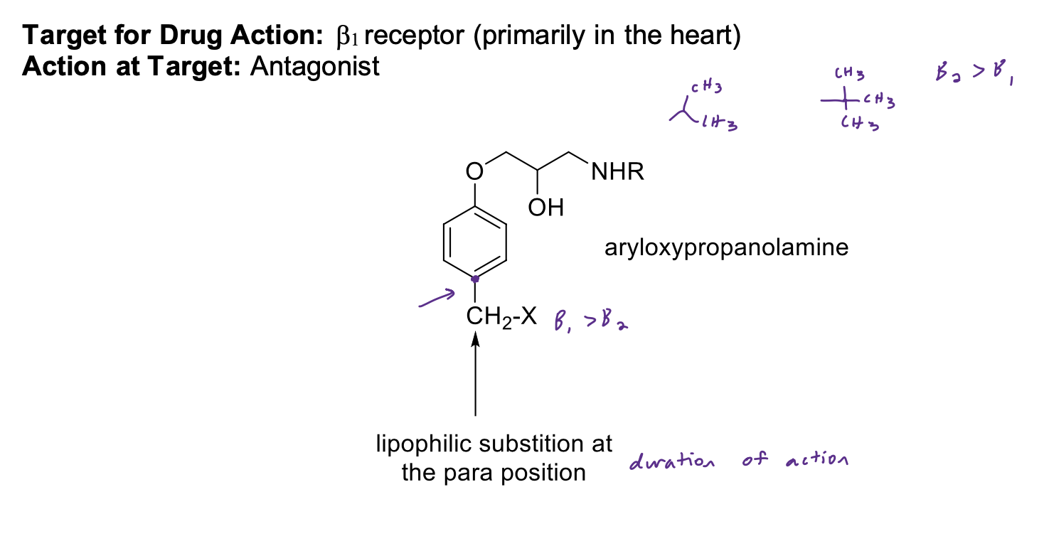 <p>• Aryloxypropanolamine; with lipophilic substituent para to the oxygen on the aryl ring. The nature of this para substituent also dictates the relative duration of the drug.</p><p>• Large branched alkyl group on the basic nitrogen (e.g., isopropyl)</p><p>• Basic nitrogen is required for binding; ionized form binds to receptor</p><p>• NO H-bond donor/acceptors directly attached to the aryl ring (except acebutolol) - (1 less point of interaction between drug + target, <u>do not</u> get activation)</p>