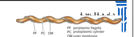 <p>flagellar movement: </p><ul><li><p><span>Multiple flagella from axial fibril which winds around the cell</span></p></li><li><p><span>Flagella remain in inside the cell wall</span></p></li><li><p><span>Moves like <strong>snakes</strong></span></p></li></ul><p><span><strong>Corkscrew shape </strong>exhibits flexing and spinning movements</span></p>