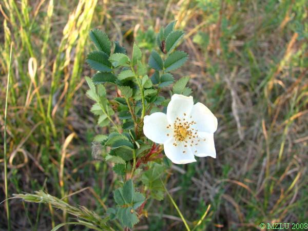 <p><span>růže bedrníkolistá</span></p>