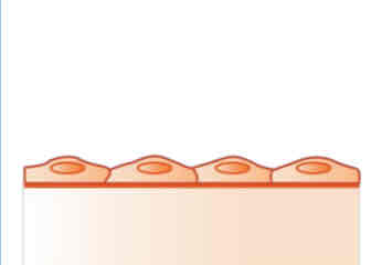 <p>simple squamous</p>