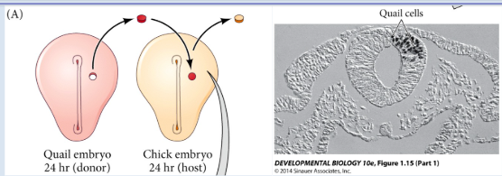 <p>What does this allow the understanding of?</p>