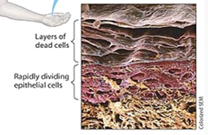 <p>(human skin)</p>
