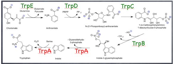 <p><span><span>Which of the following statements is true of </span></span><em>trpA<sup>−</sup></em><span><span> auxotrophs?</span></span></p>