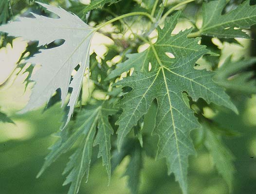 <p>Silver Maple</p>