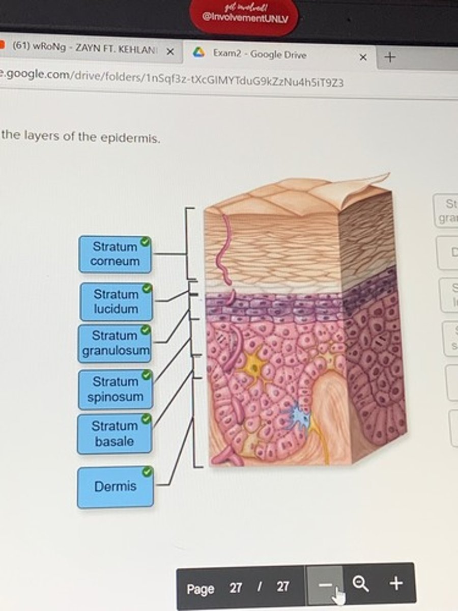 <p>Layers of the epidermis</p>