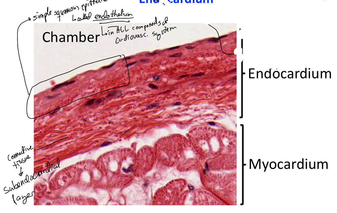 <p>It is composed of:</p><ul><li><p>Endothelium: simple squamous epithelium (outermost layer)</p></li><li><p>Subendocardial layer: a thin layer of loose connective tissue containing:</p><ul><li><p>elastic and collagen fibers</p></li><li><p>Some smooth muscle cells,</p></li><li><p>microvasculature</p></li><li><p>nerves</p></li><li><p>branches of the impulse conducting system of the heart from the purkine fibers</p></li></ul></li></ul><p></p>