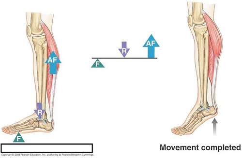 foot
- metatarsals are the fulcrum
- force is muscles in back of leg
- weight is leg