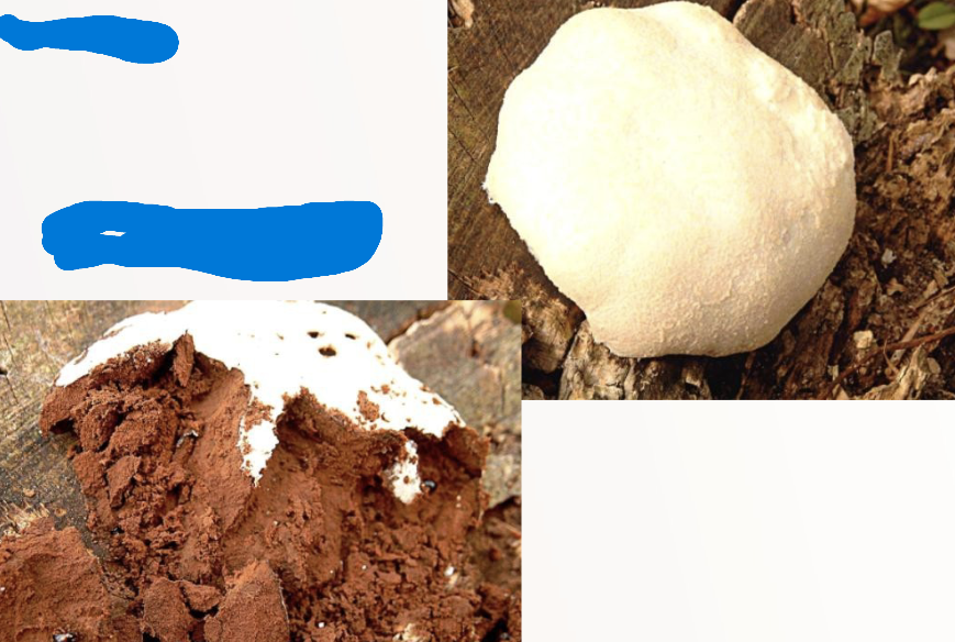 <p>Reticularia epidendrom</p>