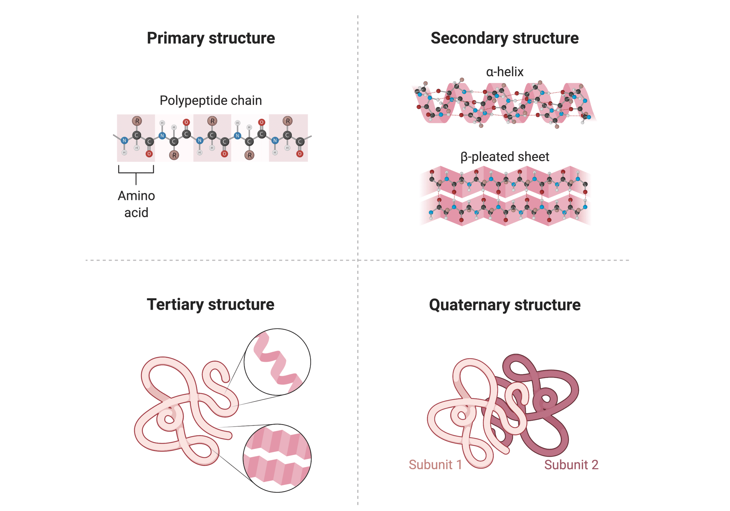 <p><span><span>What is the secondary structure of a protein?</span></span></p>