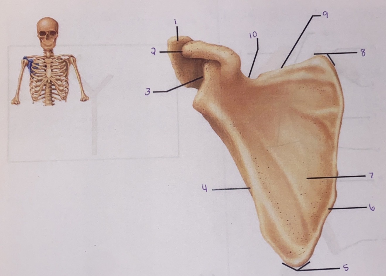<p>10</p>