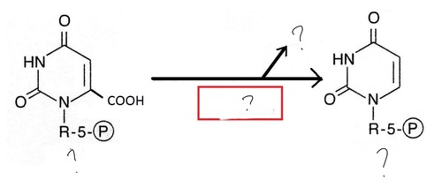<p>OMP decarboxylase net reaction</p>
