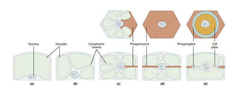 <p>The nucleus is anchored in the center of the cel;l; by cytoplasmic strands. These strands merge to form a transverse sheet that bisects the cell called<strong> phragmosome</strong>&nbsp;(composed of microtubules and actin filaments)</p>