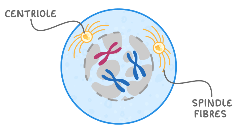 <p>Chromosomes condense. Centrioles migrate to opposite poles of the cell and begin forming spindle fibres. The nuclear envelope starts to break down, and the nucleolus disappears, leaving the chromosomes free in the cytoplasm.</p>