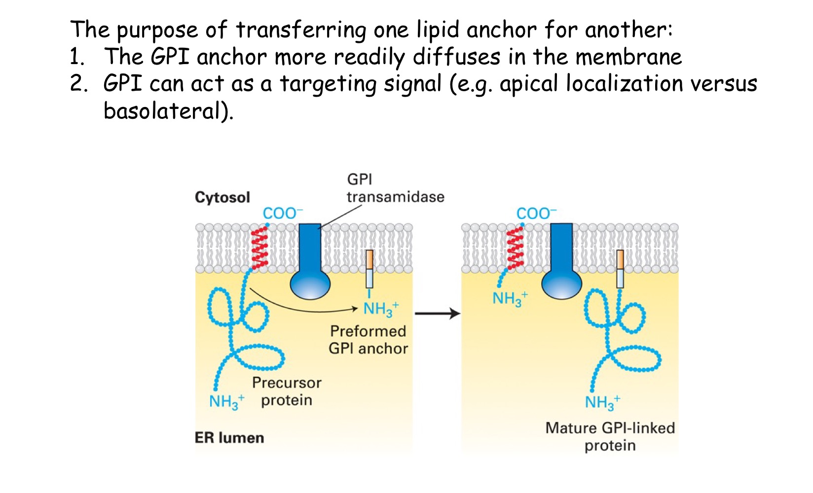 <p>protein is lumenal, cleaved signal sequence @ N-terminus, uses <span style="color: green">SRP & receptor</span> to get to ER membrane, anchored @ C-terminus to membrane → transferred to GPI anchor</p><p>These proteins insert into the ER like a <strong><span style="color: inherit">Type I using a </span>STA sequence</strong>. An enzyme (<strong>transamidase</strong>) then (i) cleaves the protein within the lumen of the ER and (ii) transfers it to the assembled GPI anchor (modified lipid - glycosylphosphatidylinositol)</p>