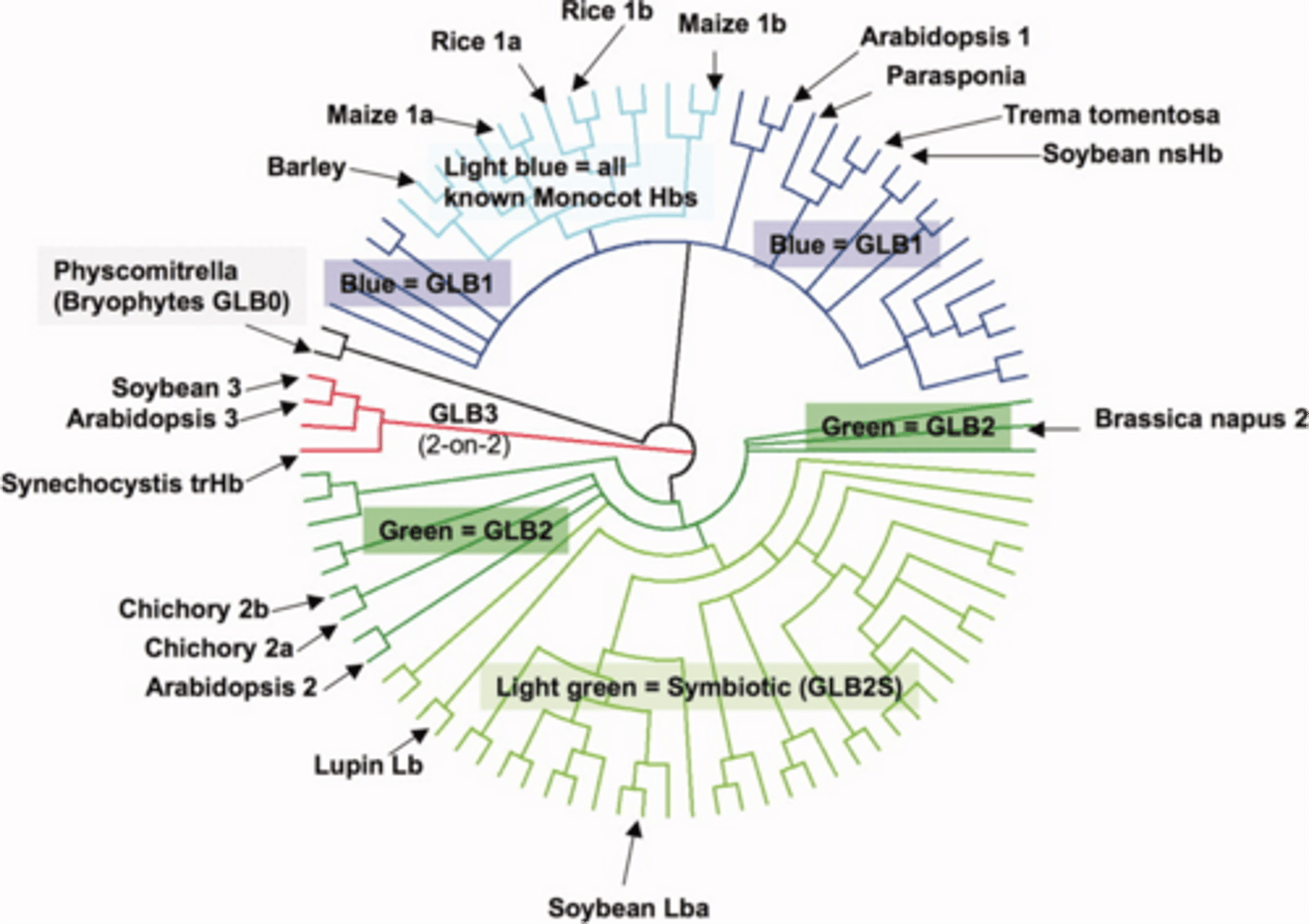 <p>Plant hemoglobin protein sequences group generally into three classes or clades and perhaps a fourth.</p>