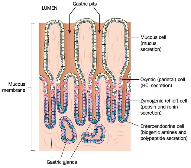 Where are the **Enteroendocrine** cells Located in the small intestine? 
