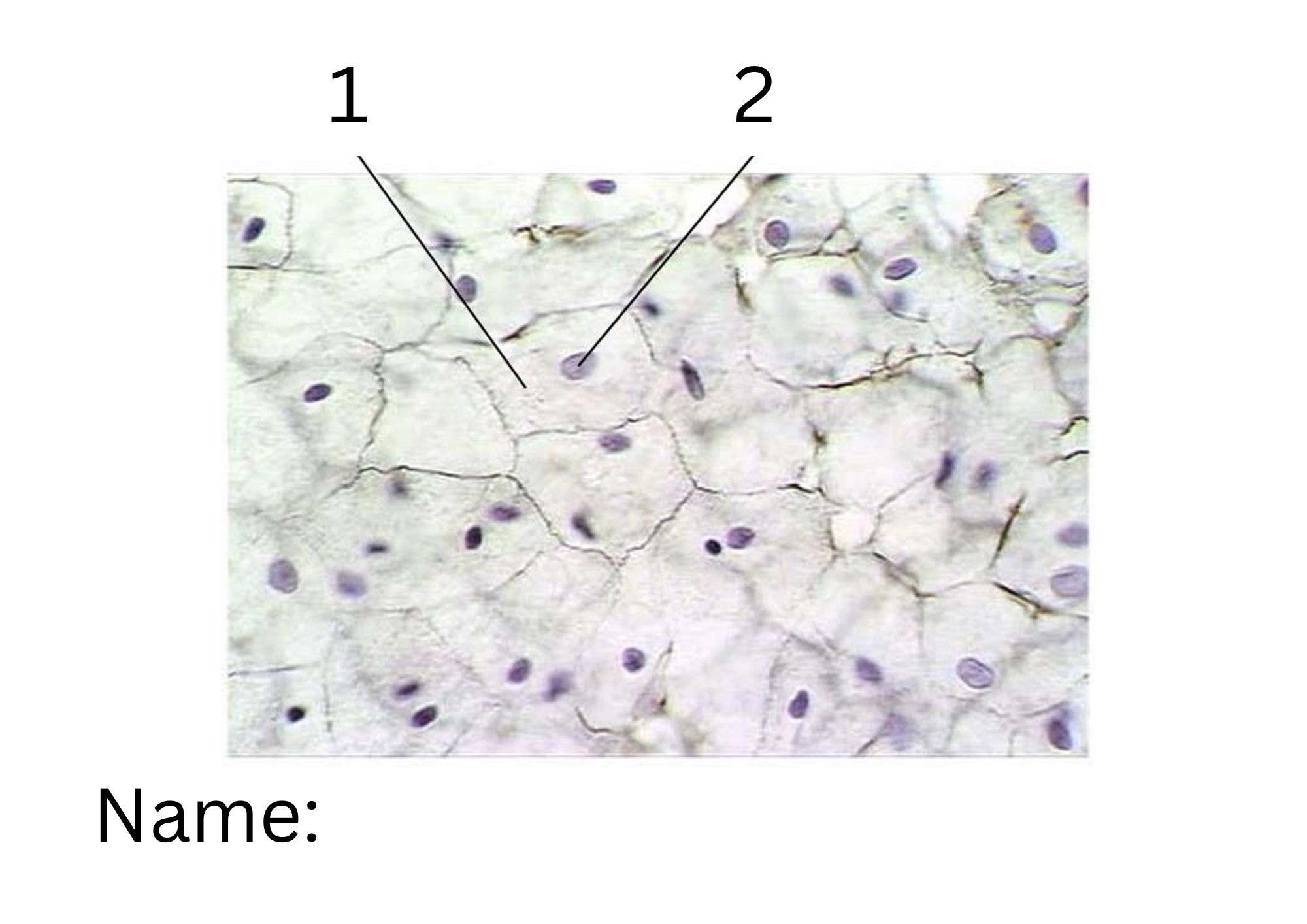 term image