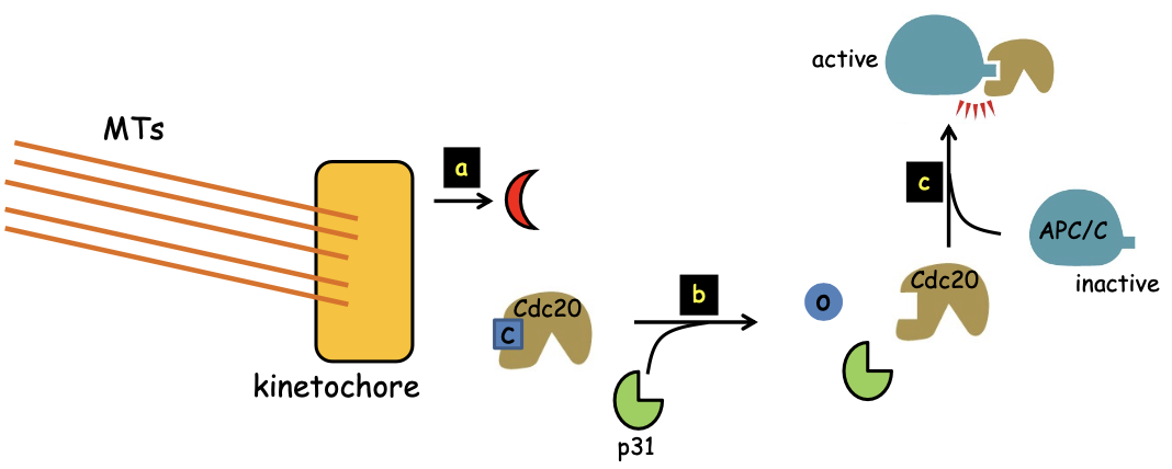 <p>✧ when all kinetochores are properly attached to MTs, Mad1 leaves kinetochore</p><p>✧ cMad2 stops being produced</p><p>✧ <em>p31 comet</em> displaces cMad2 from Cdc20</p><p>✧ free Cdc20 can then bind &amp; activate APC/C </p>