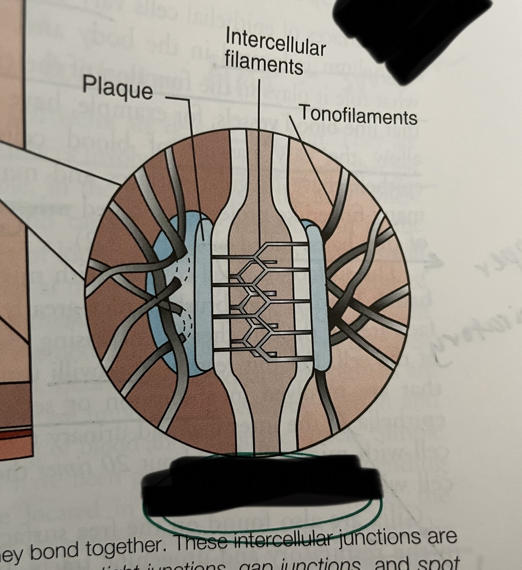 <p>what type of junction is this?</p>