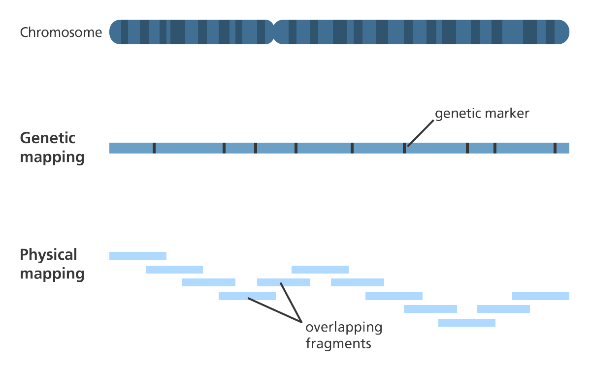 <p>A genetic map is based on recombination frequencies, while a physical map shows actual base pair distances between loci.</p>