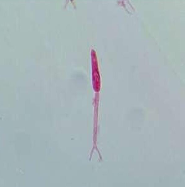 <p>Furcocercous (forked tail)</p>