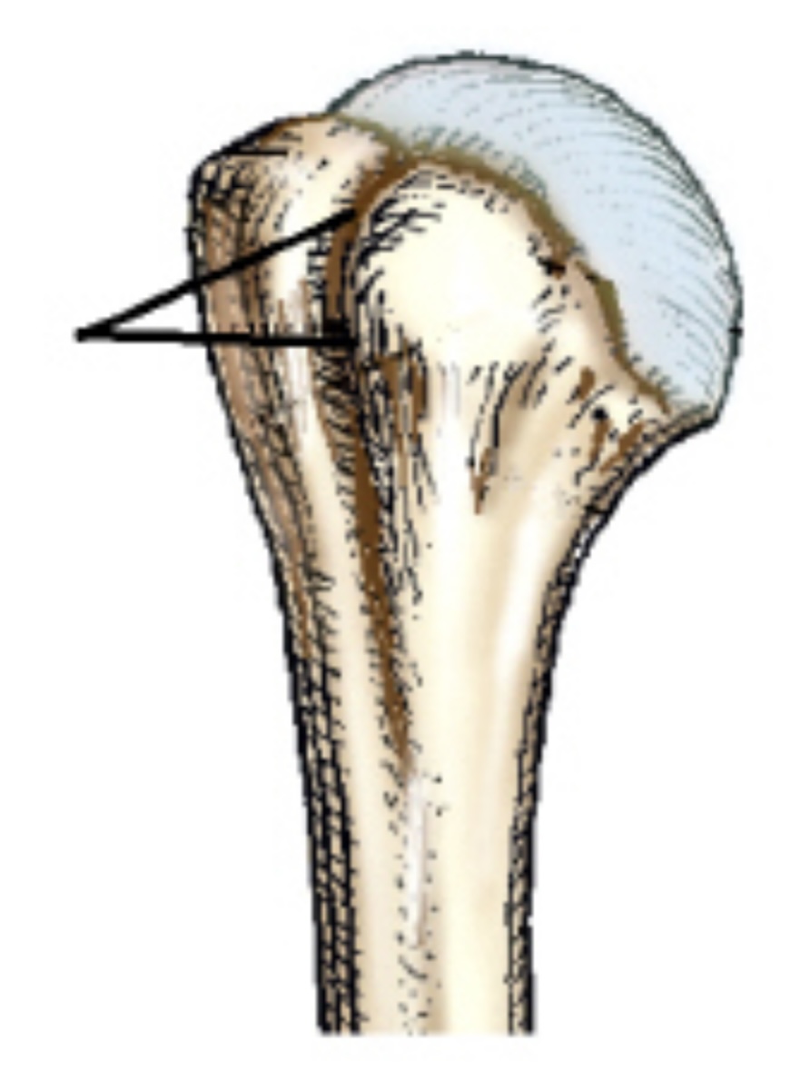 <p>The depression identified in this figure is called the:</p>