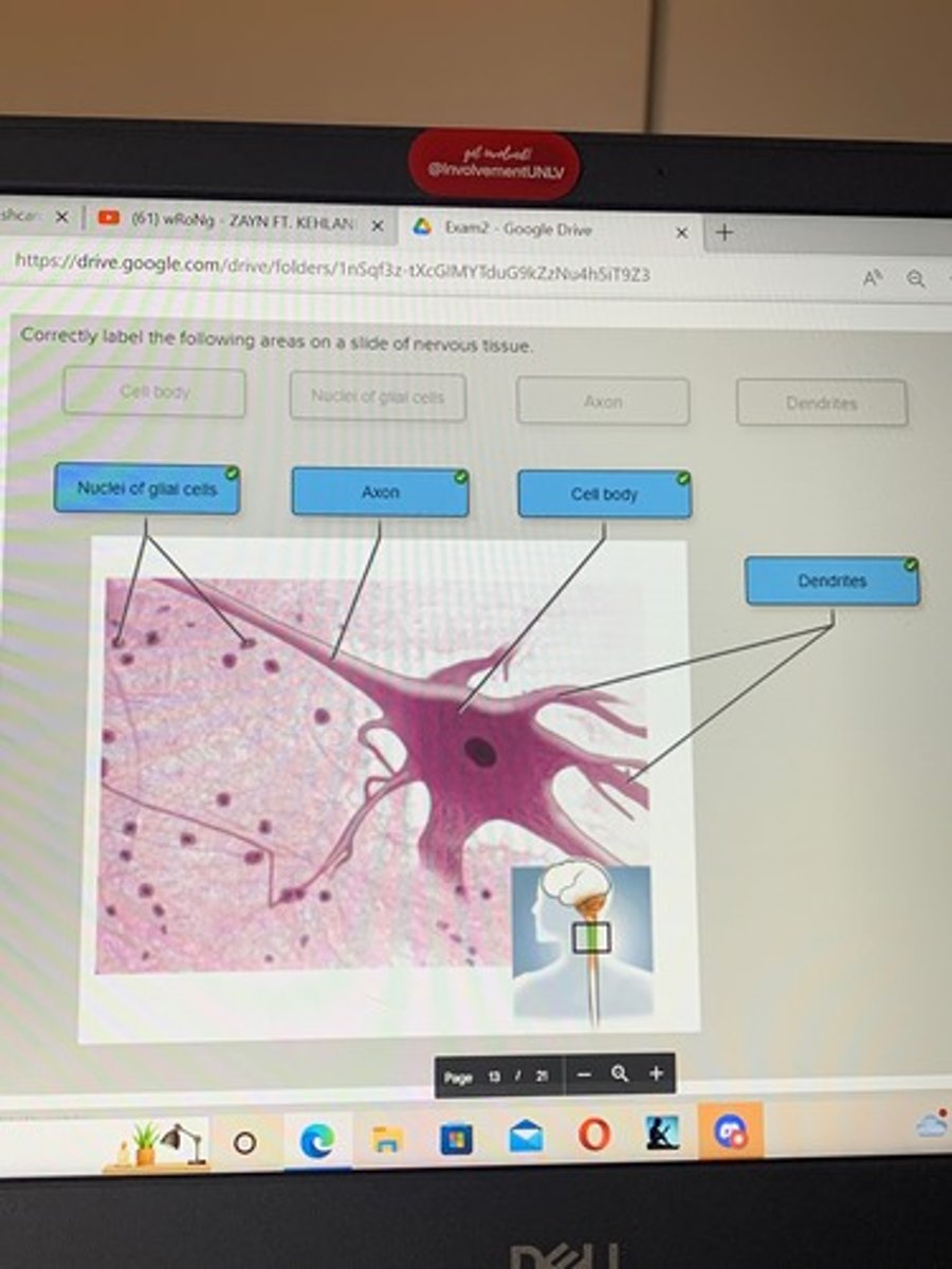 <p>Nervous tissue</p>