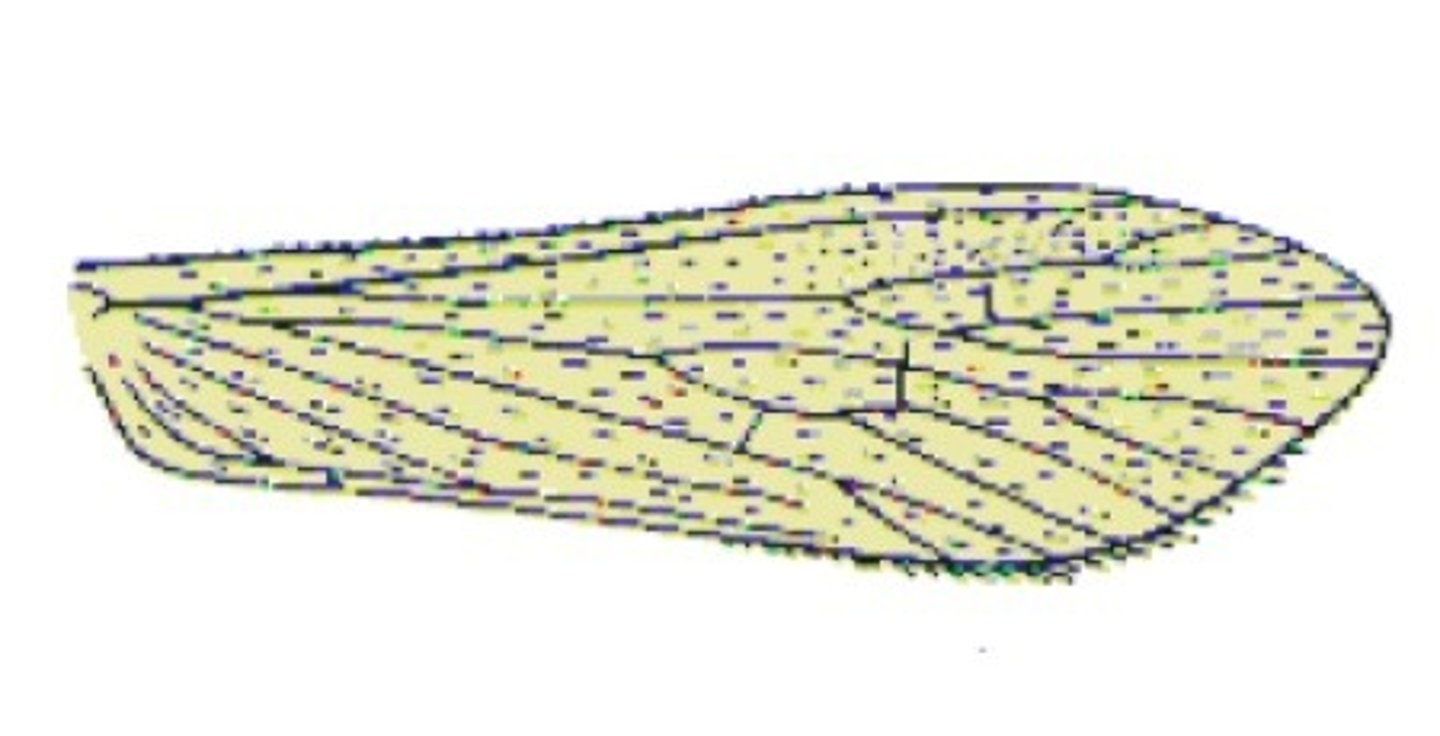 <p>____________ front and hind wings clothed with setae (Trichoptera)</p>